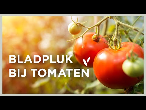 Video: Bladeren op tomaten snijden: leer over het terugsnoeien van tomatenplanten
