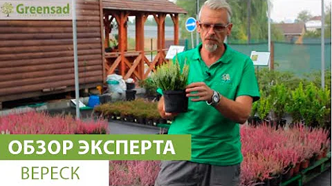 Вереск