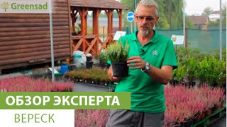 видео Вереск, посадка и уход