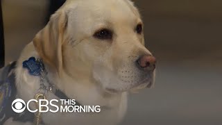 Sully, former service dog to President George H.W. Bush, prepares for next mission