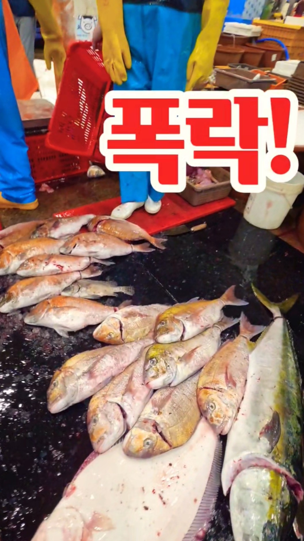 Fish price crash! How could this happen! #Fish #FishMarket