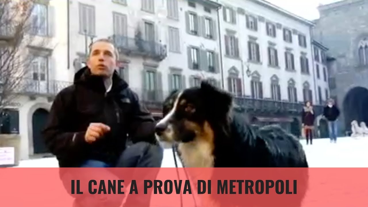 Il Cane a prova di metropoli