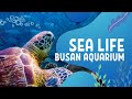 AQUARIUM KELAS DUNIA DI KOREA, SEA LIFE BUSAN AQUARIUM!!!