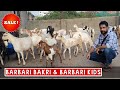 Sk Atique के साथ Goat Farming की Baat| Barbari Bakri Aur Barbari Kids For Sale | Call @ 8013227917