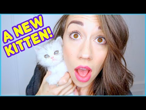 Video: Colleen Ballinger Čistá hodnota: Wiki, vydatá, rodina, svadba, plat, súrodenci