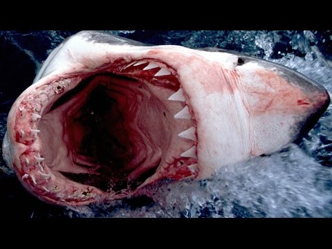 Video: Gli squali martello sono pericolosi?