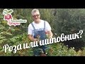 Как определить - роза или шиповник? #urozhainye_gryadki