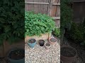 Growing potatoes from peelings 10 weeks in  #shorts  #shortvideo  #garden