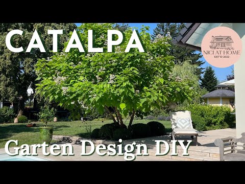 Video: Prächtiger und gewöhnlicher Catalpa - ein Baum für die Gartengest altung