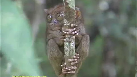WORLD'S SMALLEST PRIMATE, TARSIER, BOHOL, PHILIPPINES