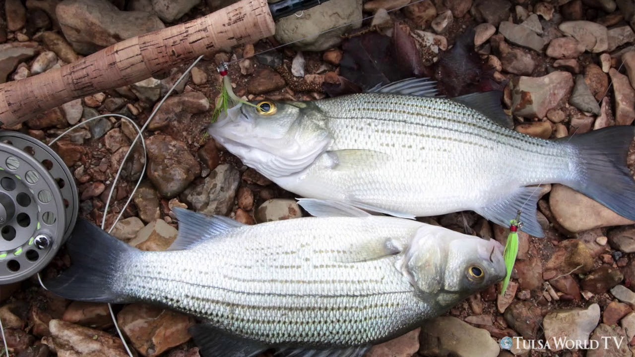 How to catch white bass: Fly-fishing at Horseshoe Bend in Oklahoma