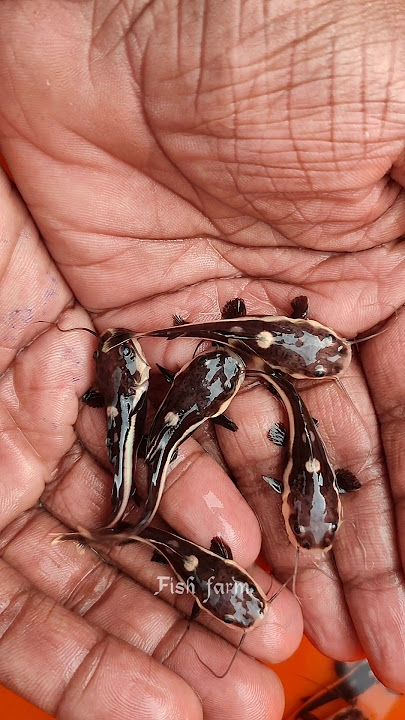 Redtail cat fish and shevolnose cat fish #catfish #redtailcatfish