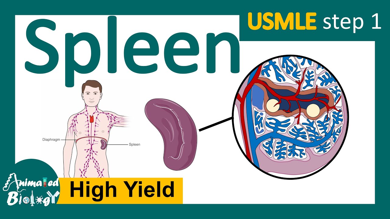 Spleen | Role of spleen in immunity | Red pulp vs white pulp ...