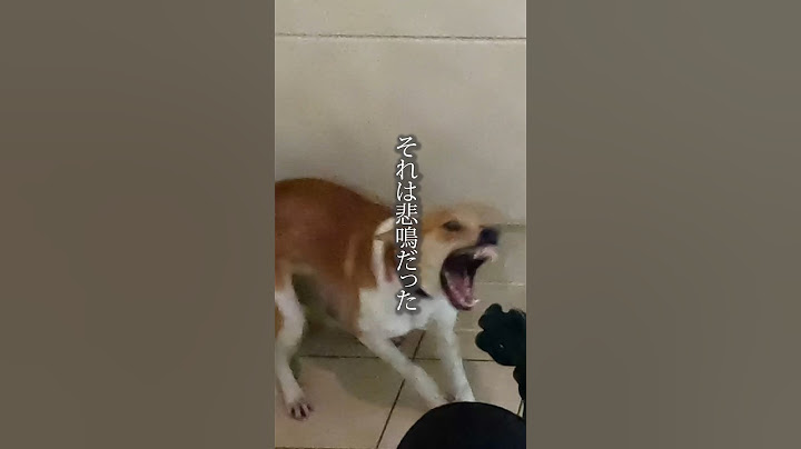 助けを呼んでいた保護犬...