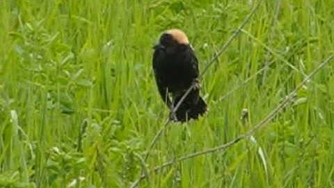 Bobolink Singing