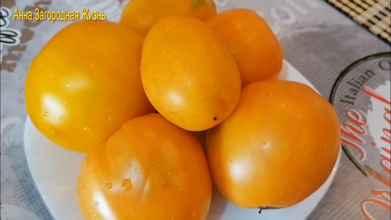 Жігіттің есегіндегі үлкен белдік бар порно онлайн көру