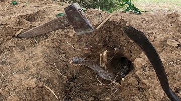 Top 2 Video! Excellent Bamboo Snake Trap For Catch Snake In Hole