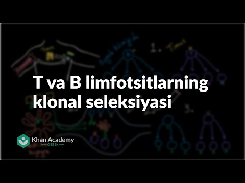 T va B limfotsitlarning klonal seleksiyasi | Immun tizimi | Tibbiyot