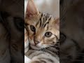 Bengal Cat | Lo-fi Bossa Chill Pop 🐱✨ | Track 🐆🌙🔔❤️🎵
