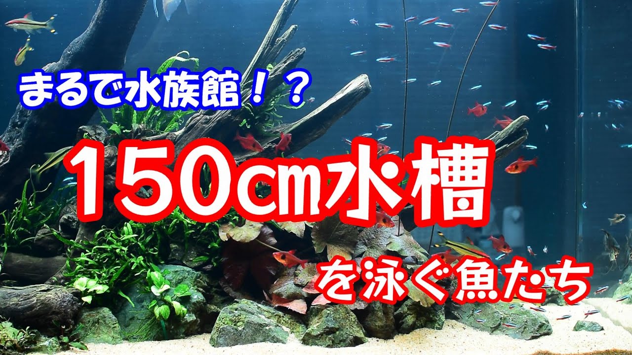 No. 146 Fish in a 150cm planted aquarium - YouTube
