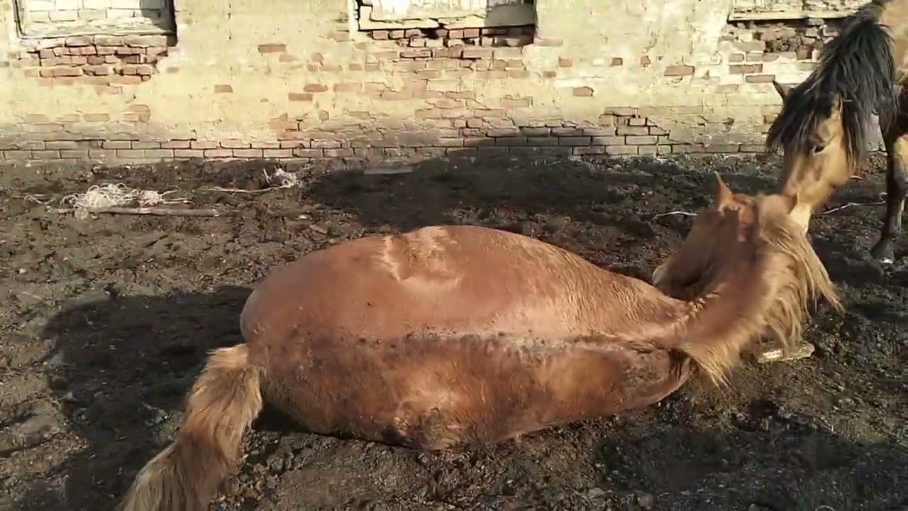 Жылқылар қасқырды сезген 