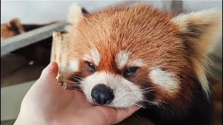 Do Red Pandas Like to Be Touched? #cute #redpanda