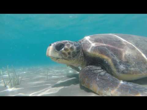 Video: Red De Schildpadden Van Akumal Bay - Matador Network