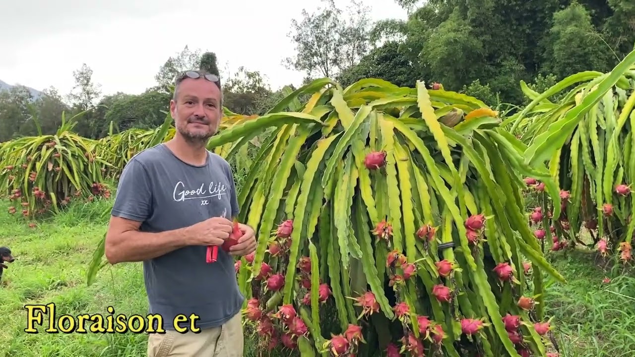 PITAYA, le fruit du Dragon 🐲