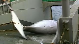 Japan is killing whales again