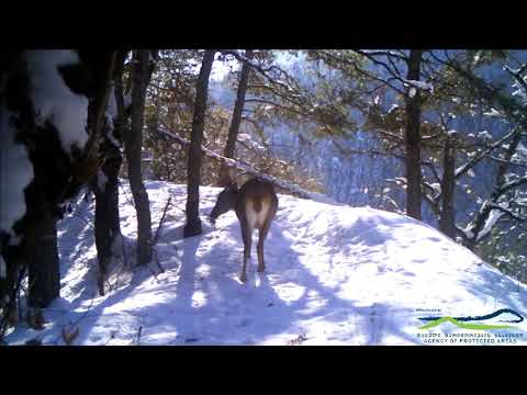 ირემი ბორჯომ - ხარაგაულის ეროვნული პარკიდან
