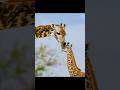 A VIDA DIFÍCIL DAS GIRAFAS! 🦒😭