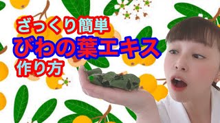 【セルフお灸】びわ葉エキスの作り方【鍼灸師解説】