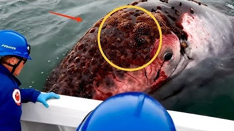 The Rescue Of a Giant Whale Covered by Millions of Barnacles