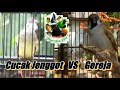 Cucak Jenggot Brewes Vs Gereja Gacor Mp3 - Mp4 Download