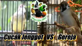 Cucak Jenggot Brewes Vs Gereja Gacor