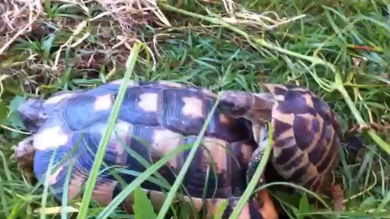 Turtle Sex Must Be Exhausting D Screams And Moans Funny