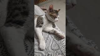 talking cat🐈 my cat responding me #viral #cat #shorts #pets #viral #love