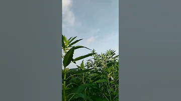 Dopamine Fatih Song Naturelovers 