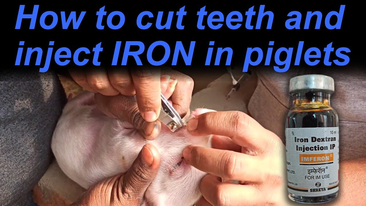 How to cut teeth and tail, and give Iron to piglets Vikas Live Stock