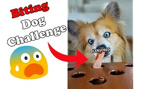 Super Funny Puppy Challenge Biting Dog Challenge Does My Dog Bite My Finger ?