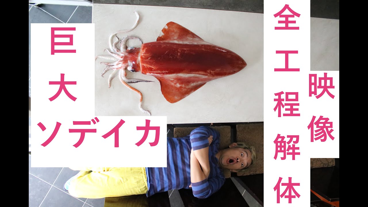 巨大イカ ソデイカの解体 全動画撮影に成功しました Youtube