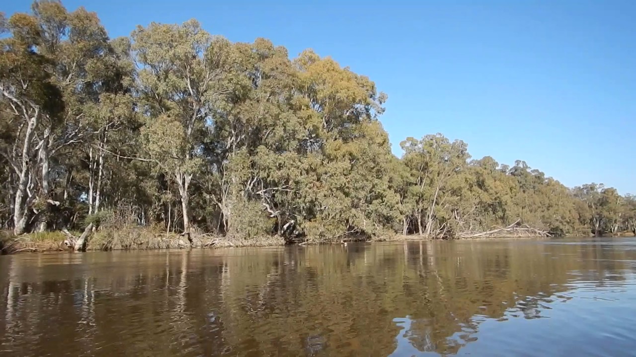 Murray near the National Channel Offtake 20km upstream from the weir.