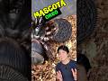 ¿La ARAÑA OREO es buena MASCOTA? – Te sorprenderá la respuesta
