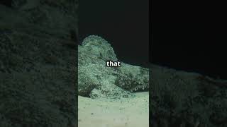 How Deep Sea Fish Survive Extreme Pressure #shorts