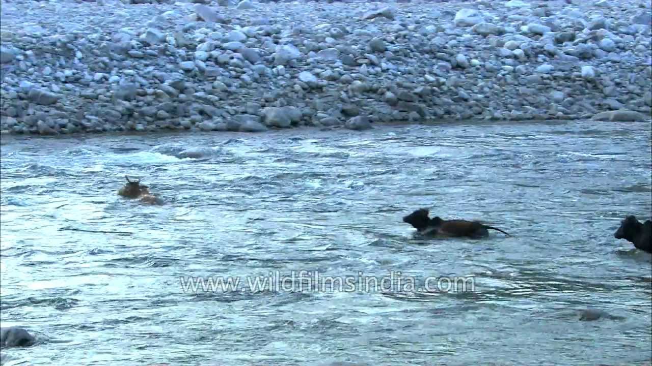 Cows can swim Survival Struggles River crossing by cattle YouTube