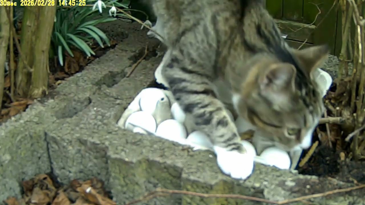 10 Eier für unseren Marder