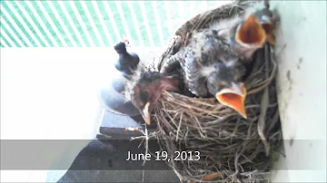Tragedy & Triumph - An American Robin Documentary