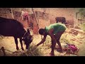 गाय और भैंस का चारा Full HD