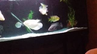 Odd peacock bass behavior
