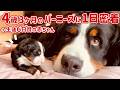 【1日密着】初めての育児が始まりました‼️生後6日目の赤ちゃんと新米ママのバーニーズ🐾